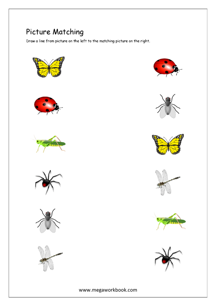 Picture matching worksheet with insects and bugs