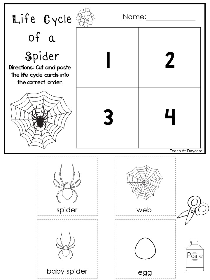 Spider life cycle worksheet with numbered boxes and cutouts