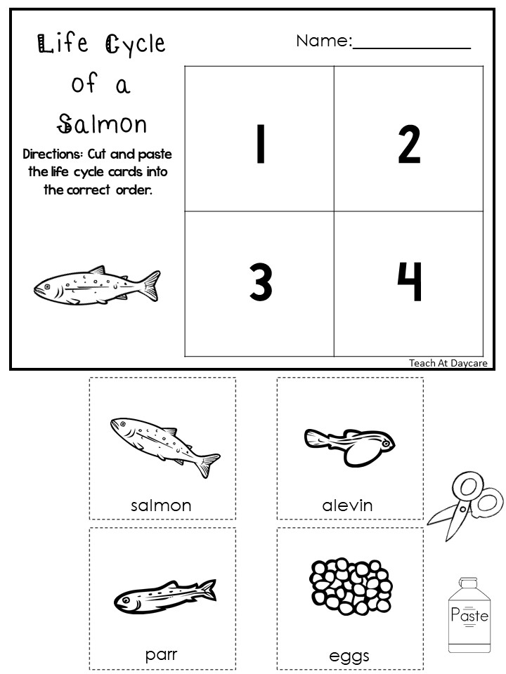 Salmon life cycle worksheet with numbered sorting boxes