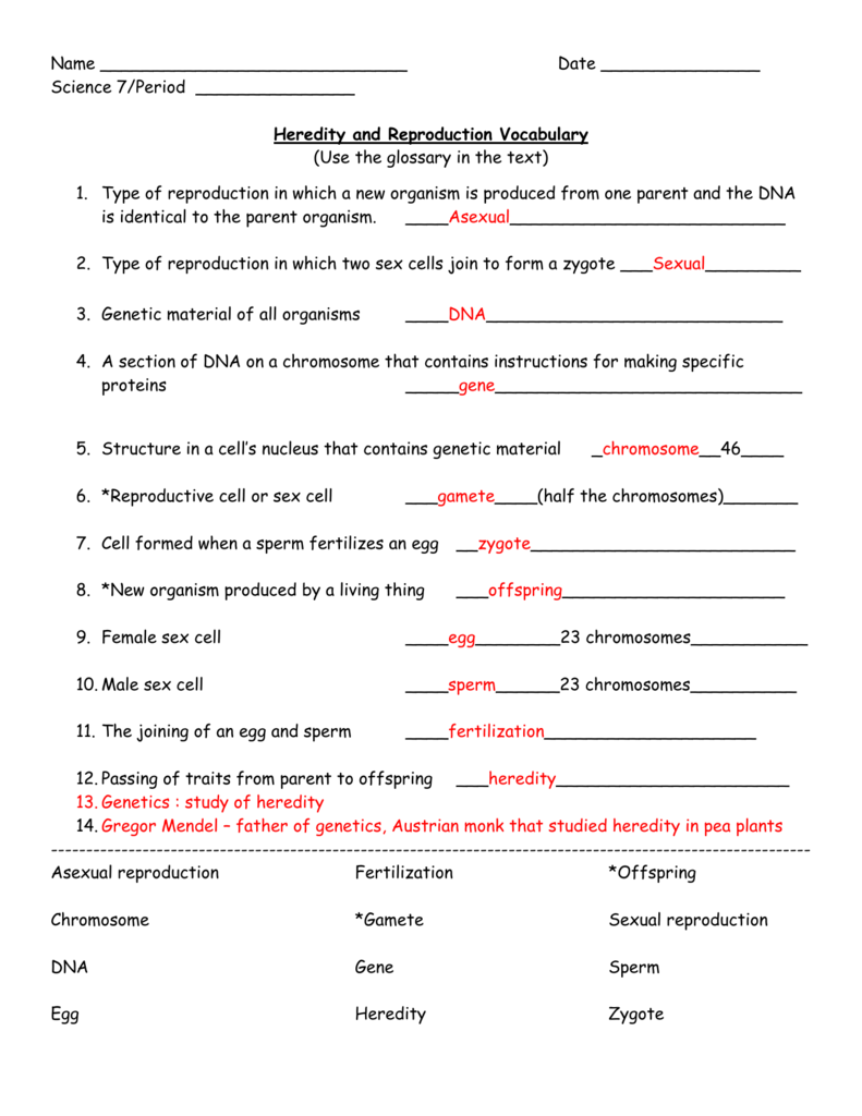 Heredity and reproduction vocabulary worksheet page