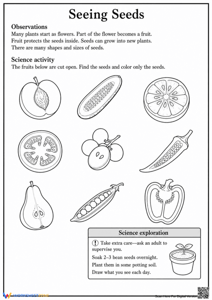 Black-and-white worksheet showing sliced fruits and seed activities