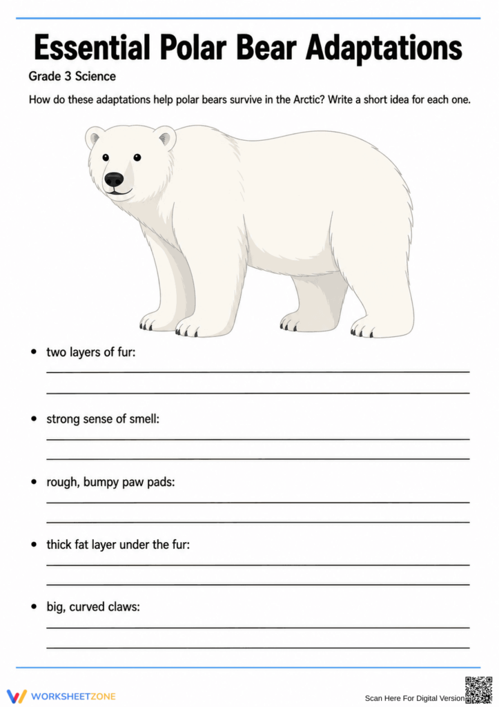 Polar bear adaptations worksheet with lined answer spaces