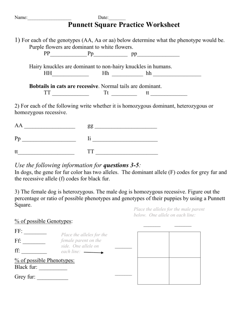 Genetics worksheet with Punnett square and blanks