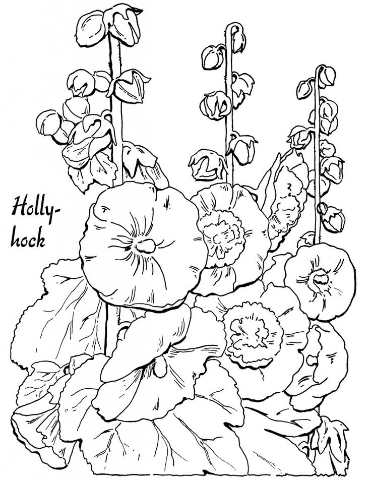 Black-and-white hollyhock flower line drawing illustration