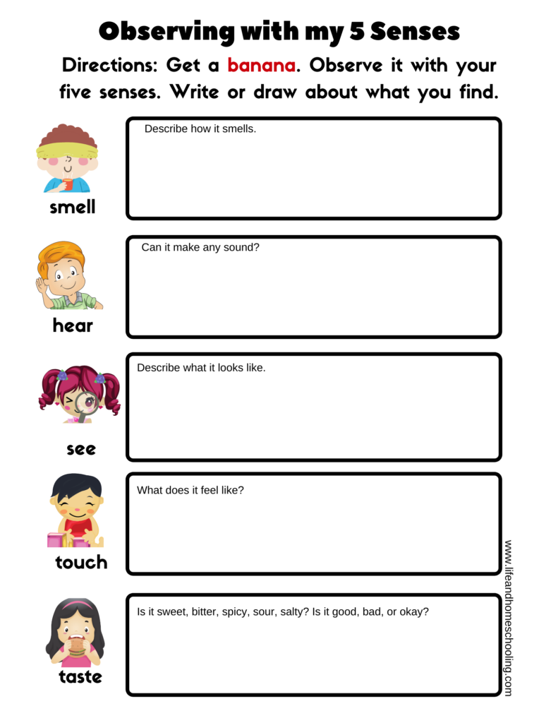 Five senses banana observation worksheet with blank boxes