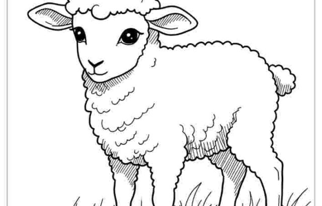 Black-and-white lamb standing on grass, coloring page
