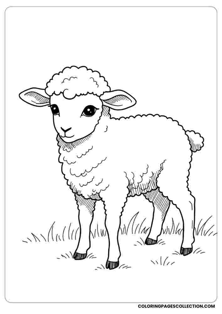 Black-and-white lamb standing on grass, coloring page