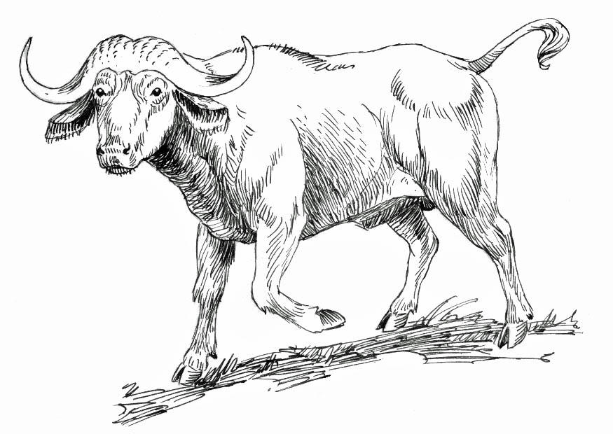 Black-and-white sketch of a walking buffalo