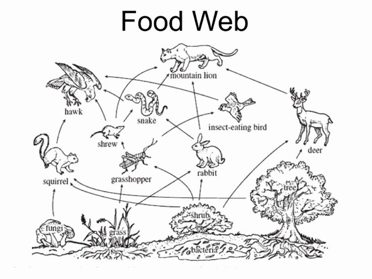 Black-and-white food web diagram with labeled animals and plants