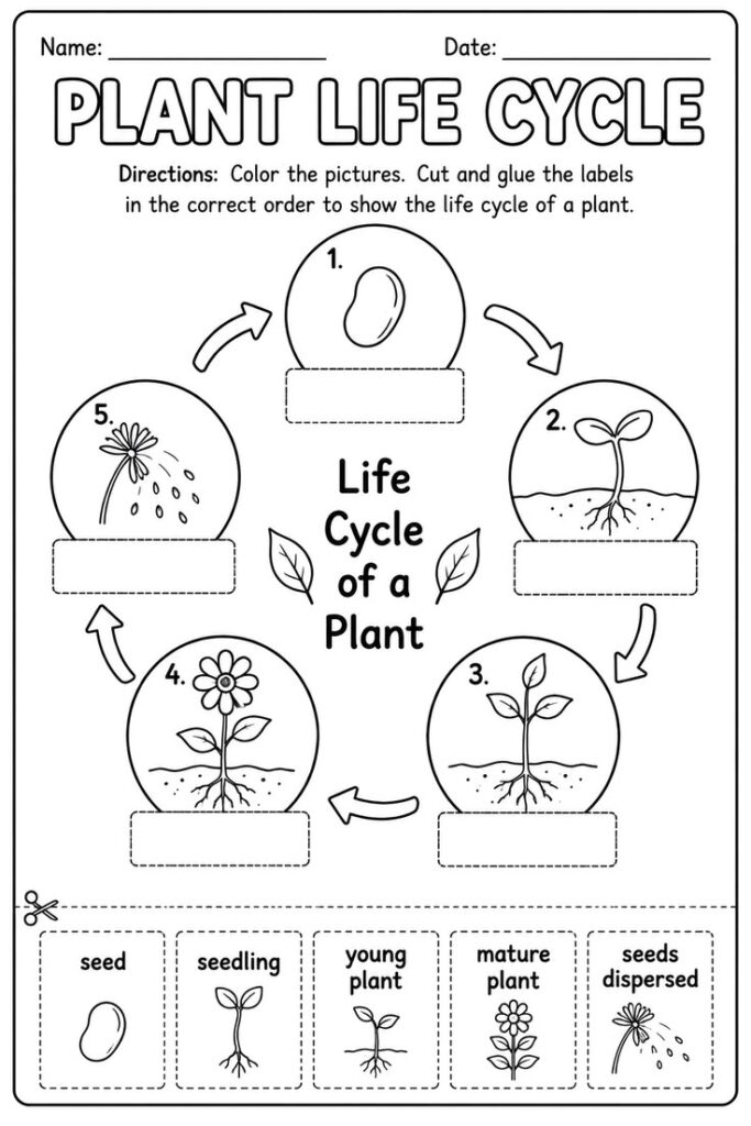 Plant life cycle worksheet with five stages diagram