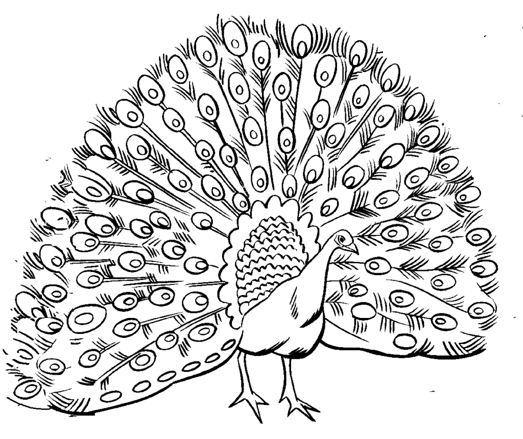 Black-and-white peacock drawing with spread tail feathers