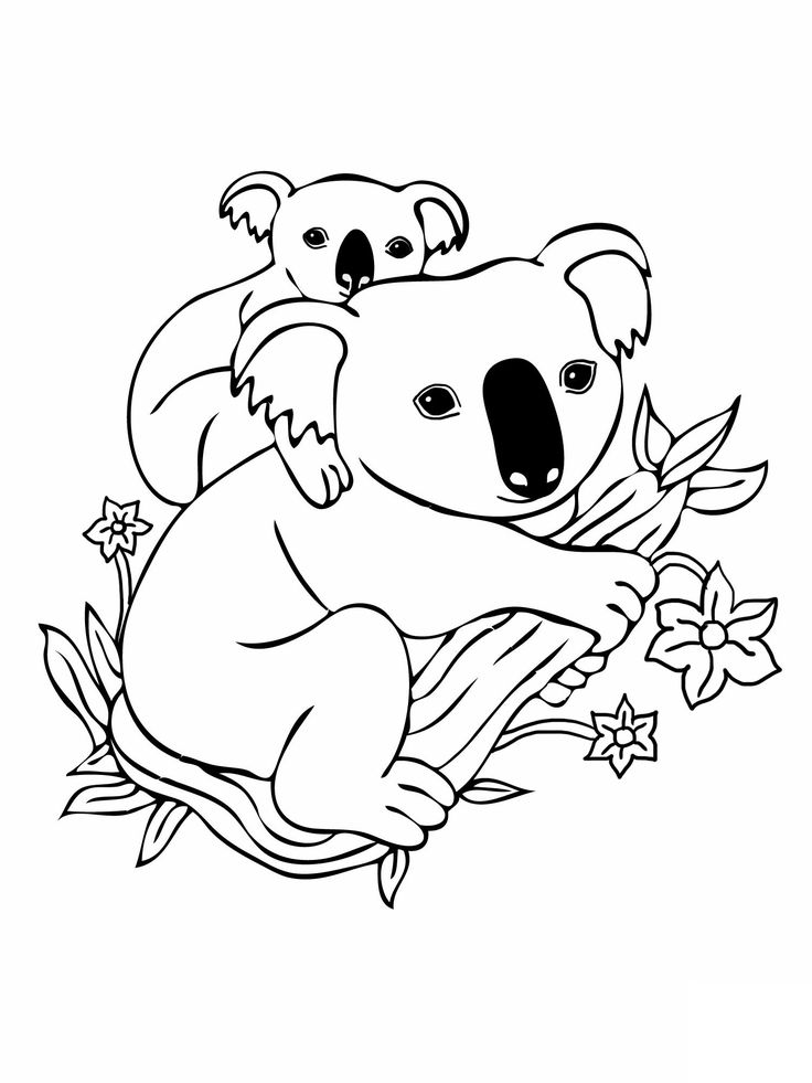 Two koalas clinging to a eucalyptus branch