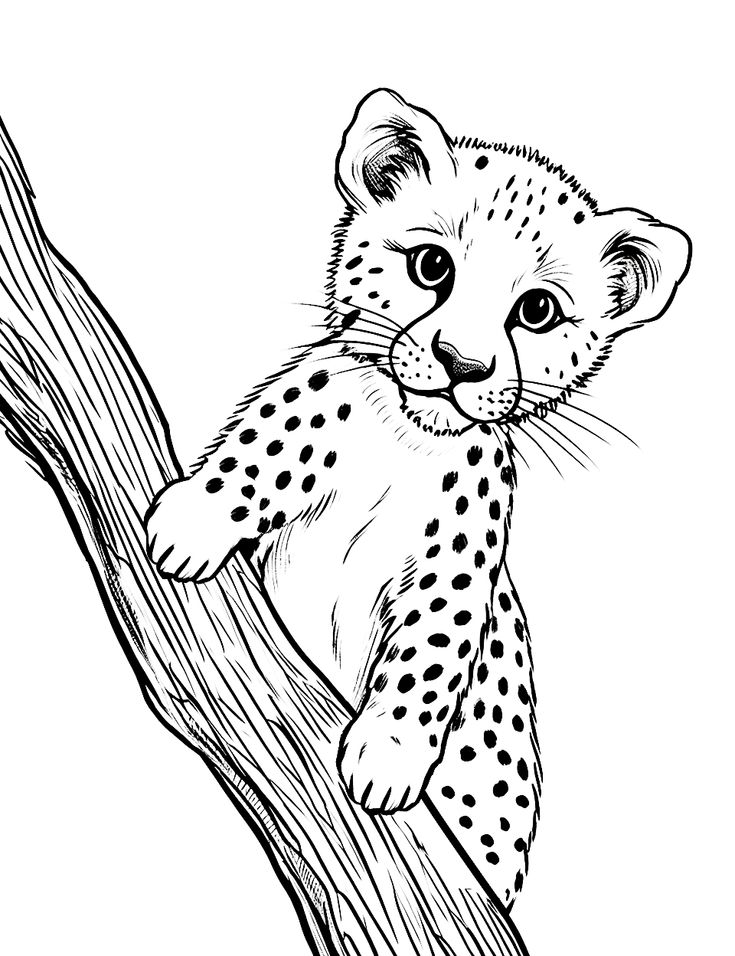 Black-and-white drawing of a spotted cub on a branch