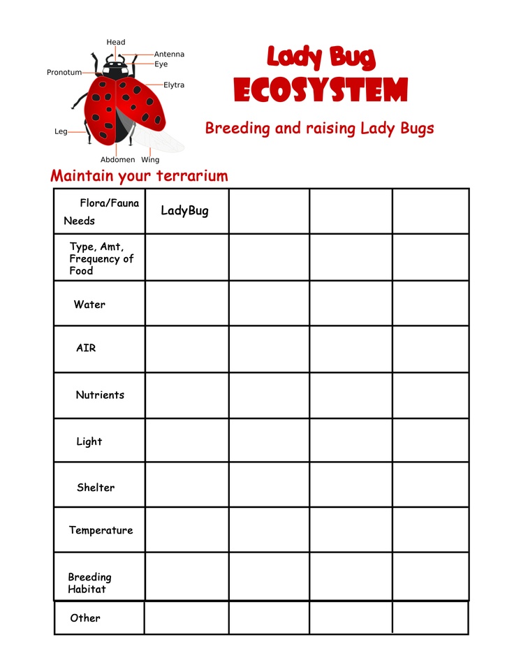 Lady bug ecosystem worksheet with empty table
