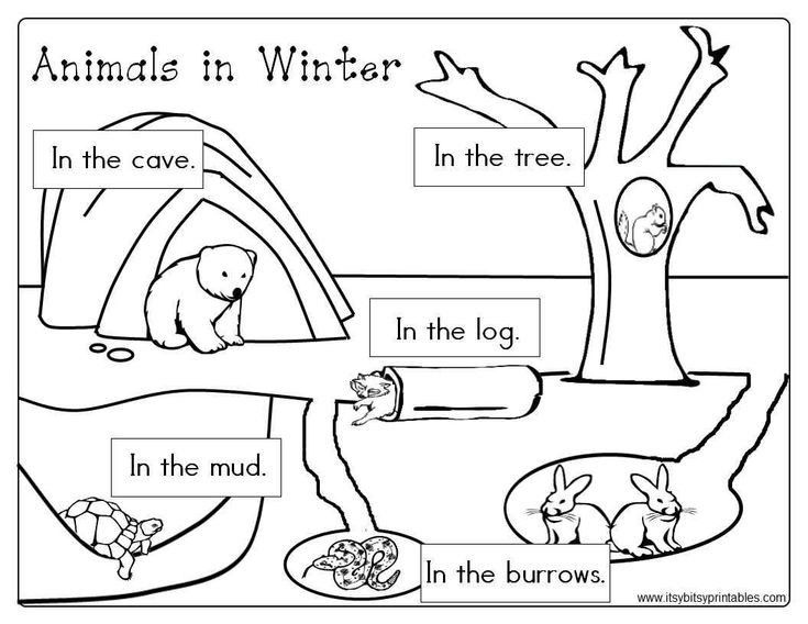 Winter animals worksheet with labeled habitats and drawings