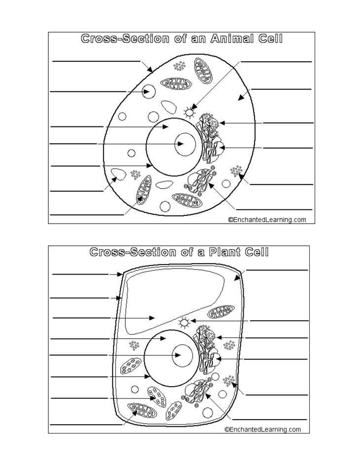 Animal and plant cell diagrams with labels on white background
