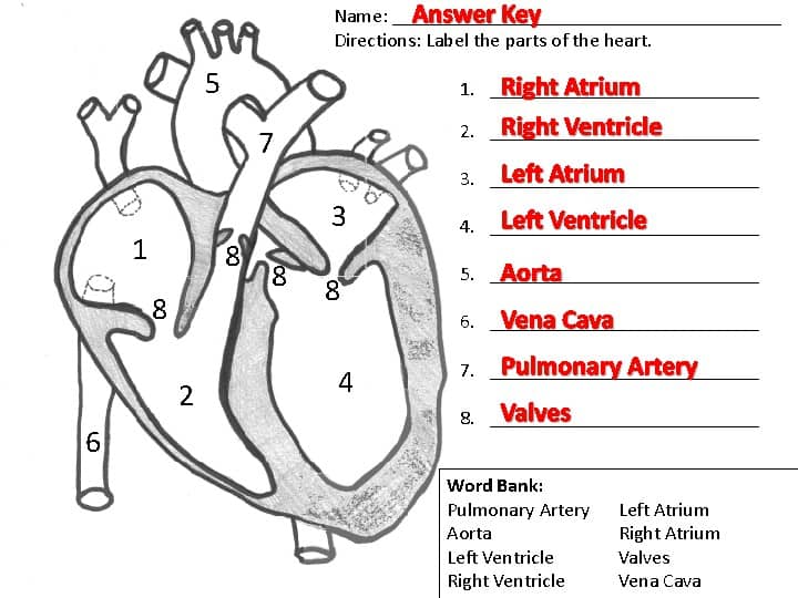 Labeled heart diagram with answer key and word bank