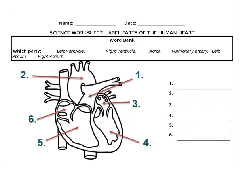 Heart anatomy labeling worksheet with numbered arrows and blanks