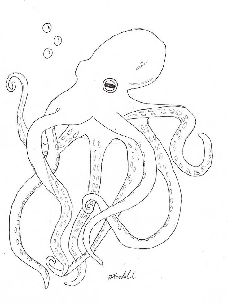 Line drawing of an octopus with curling tentacles