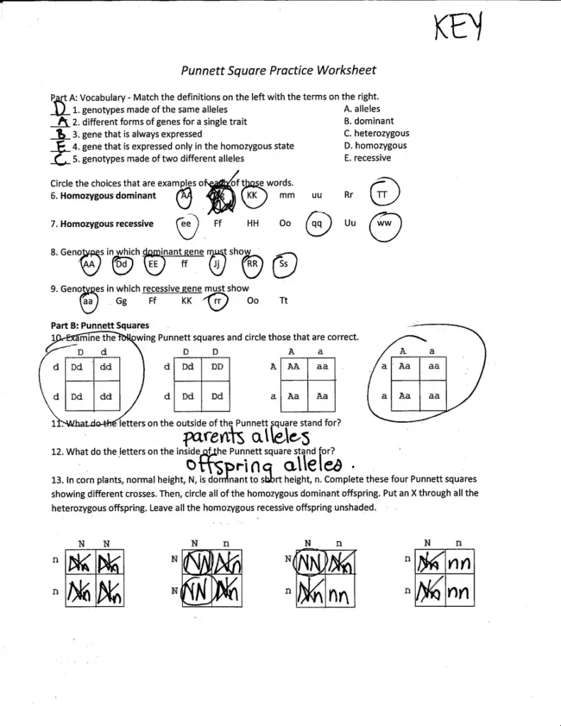 Punnett square practice worksheet with handwritten answers and circles