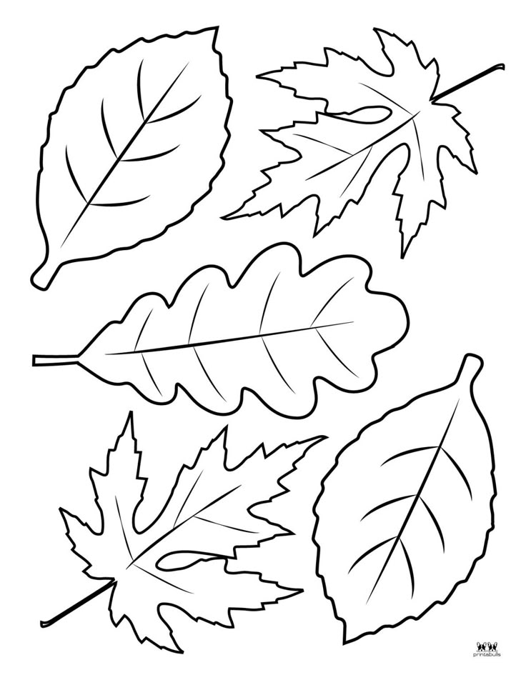 Black outline drawing of five different leaves on white background
