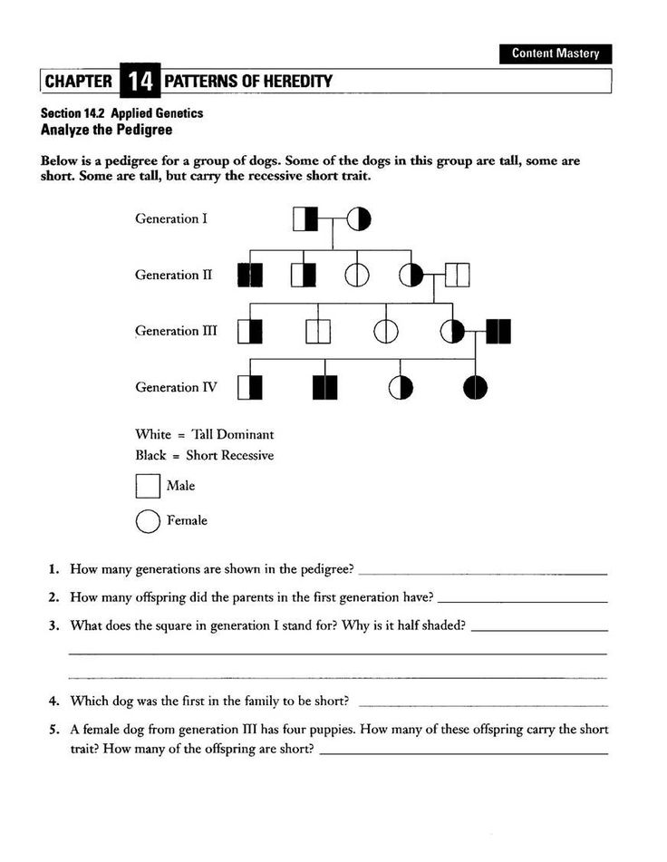 Dog genetics pedigree worksheet with generations and questions