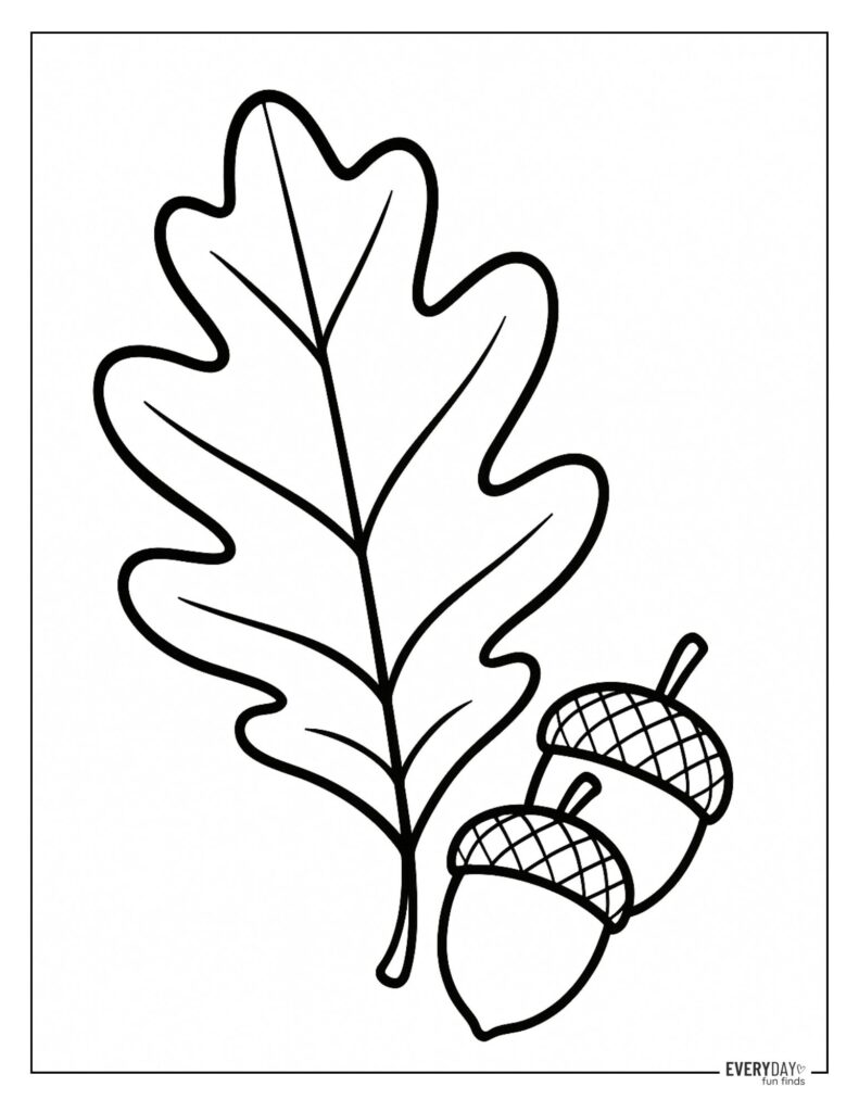 Oak leaf with two acorns on white background