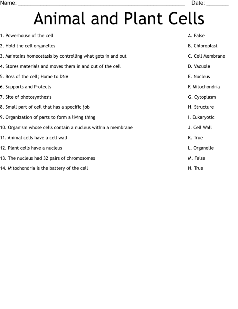 Animal and Plant Cells worksheet with vocabulary list
