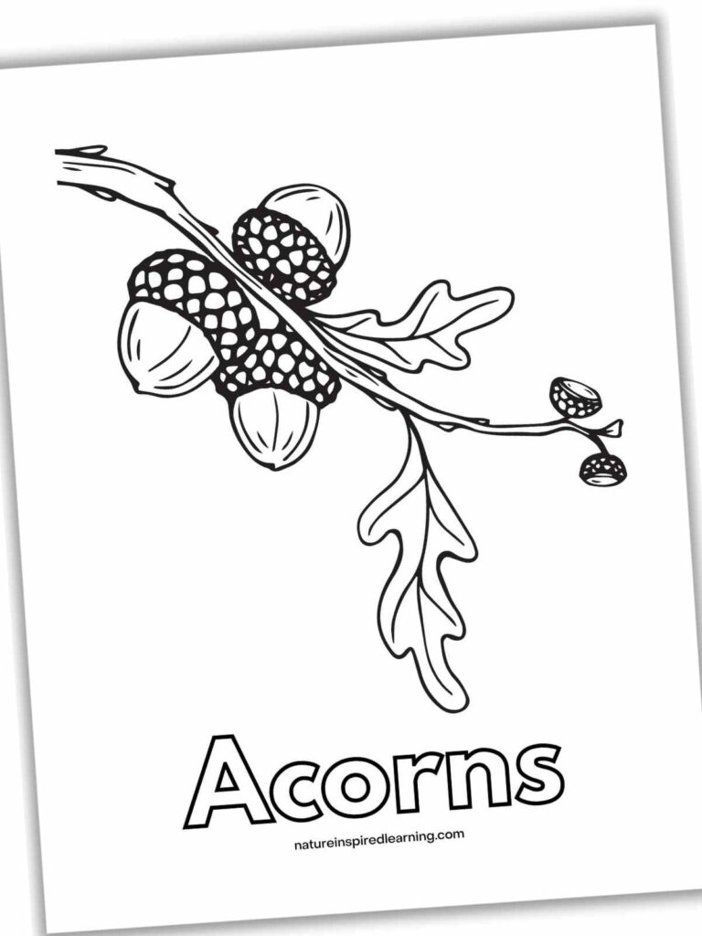 Black-and-white acorn branch drawing with title Acorns