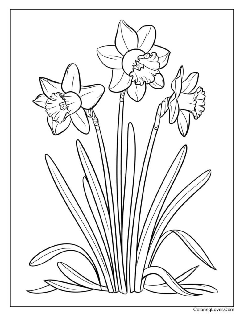 Black-and-white drawing of three daffodil flowers and leaves