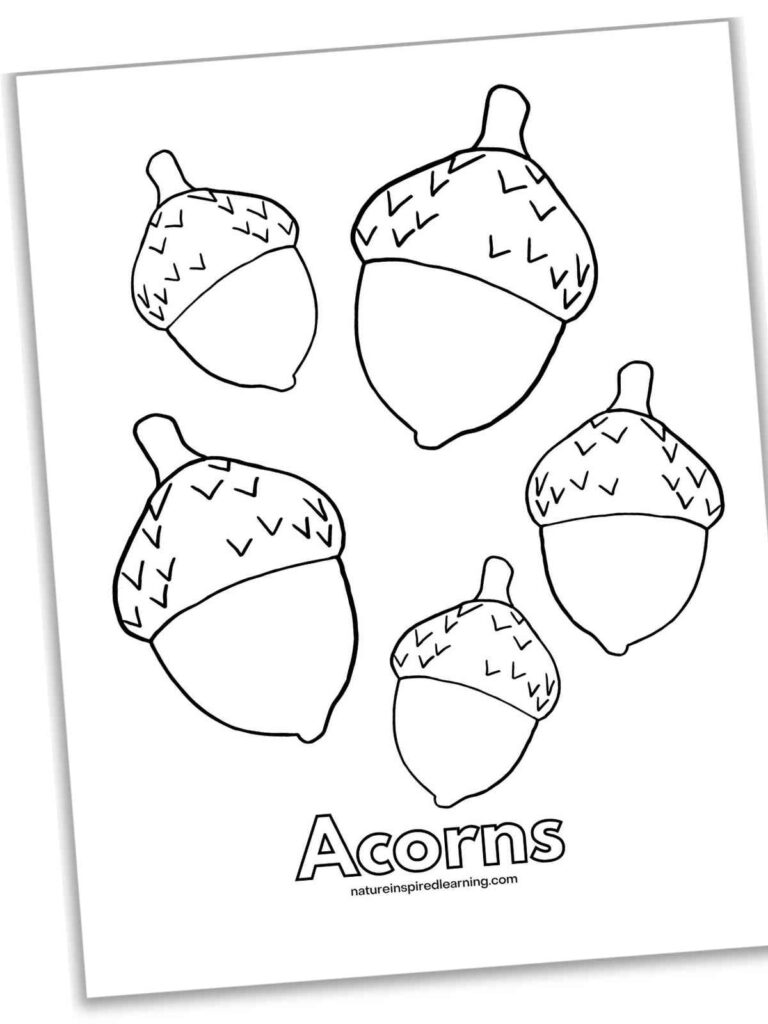 Acorn coloring page with five outlined acorns