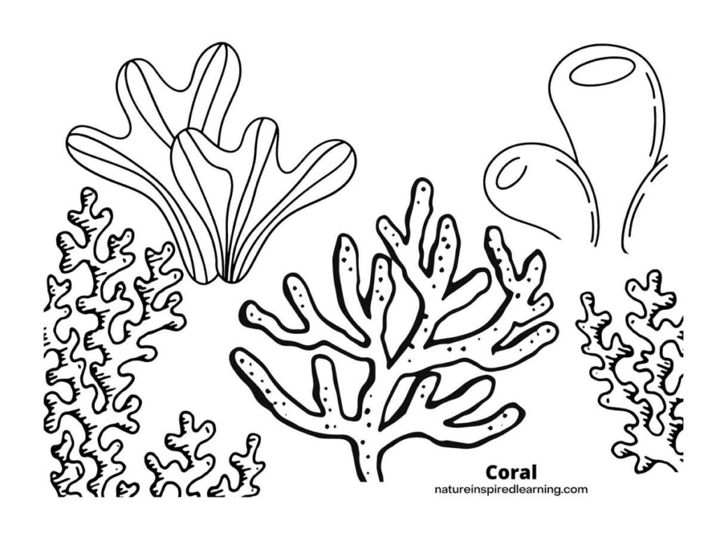 Black-and-white coral coloring page with multiple coral shapes