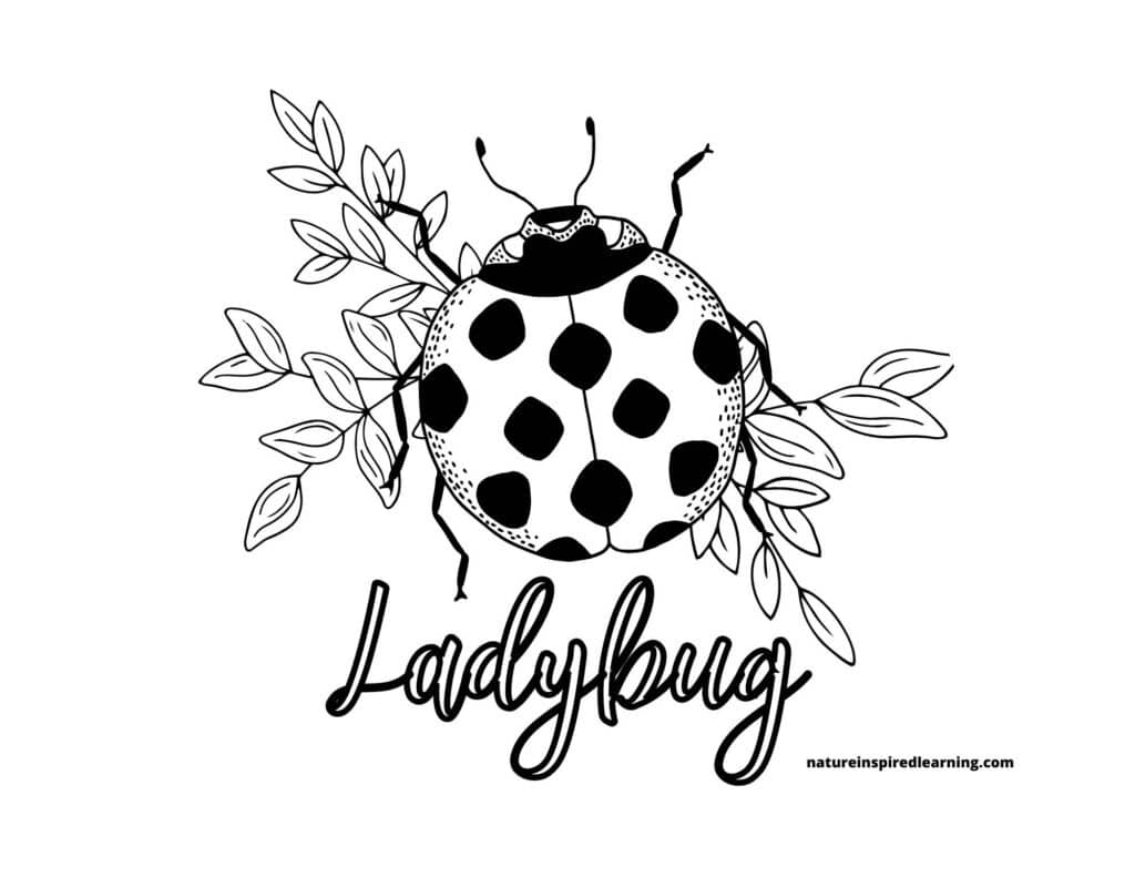Black-and-white ladybug illustration with leafy branches and text