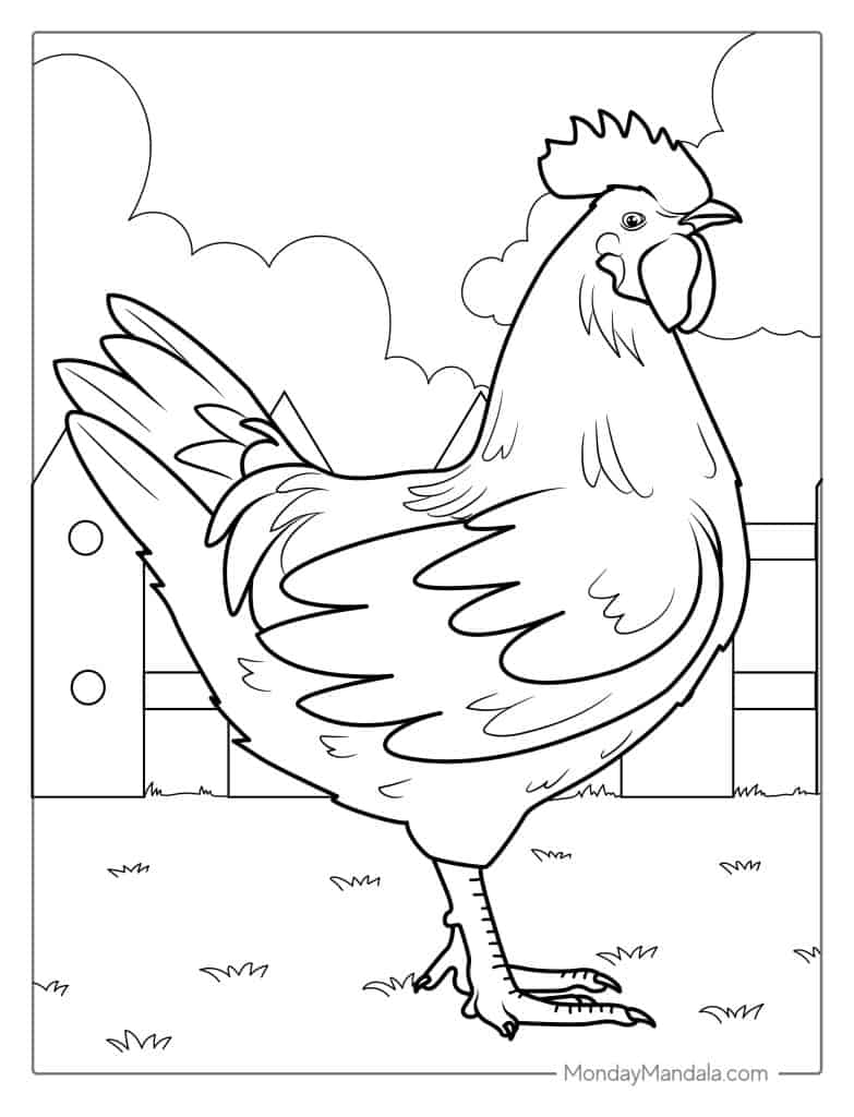 Black-and-white chicken standing in fenced yard