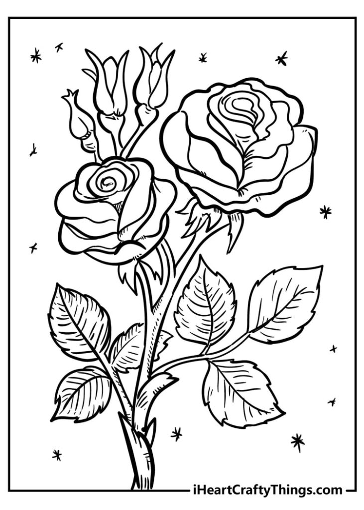 Black-and-white rose drawing with leaves and stars