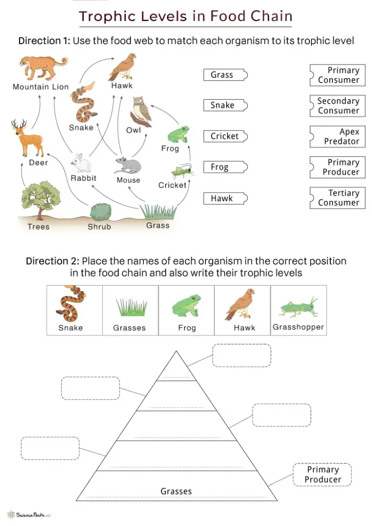 Food chain worksheet with animals and trophic pyramid