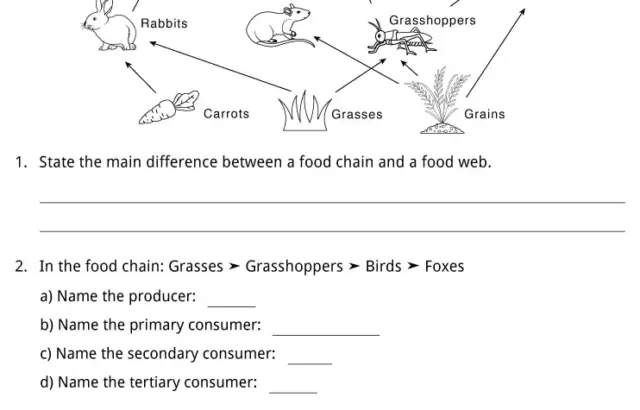 Food web versus food chain worksheet with animal diagram