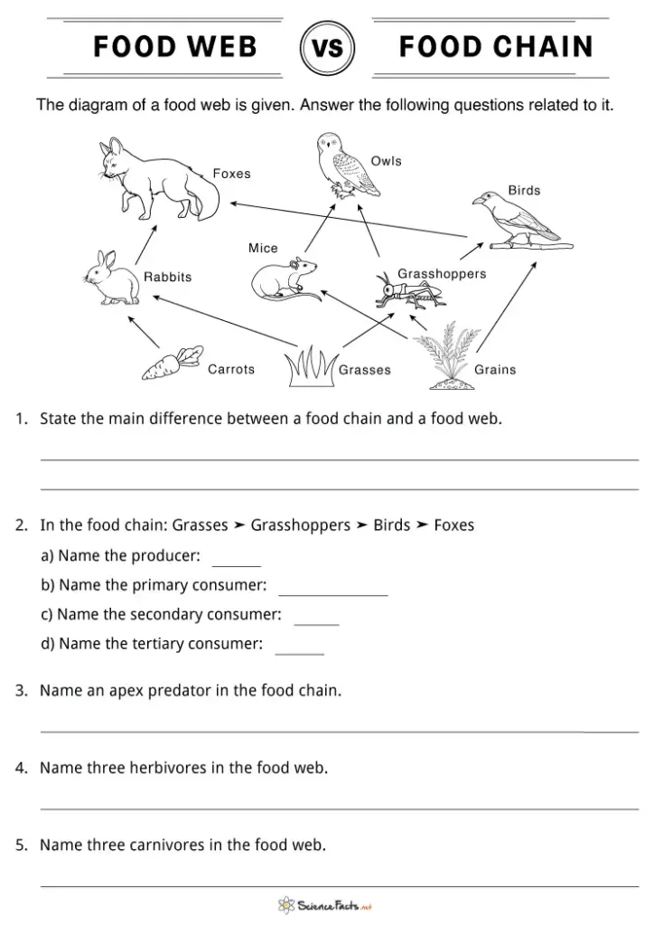 Food web versus food chain worksheet with animal diagram