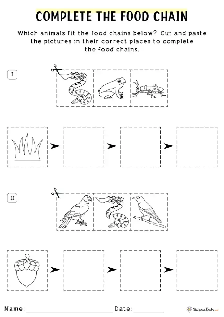 Food chain worksheet with animal cutout boxes and arrows