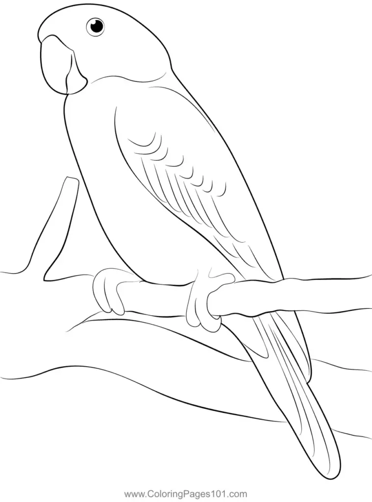 Line drawing of a parrot perched on branch