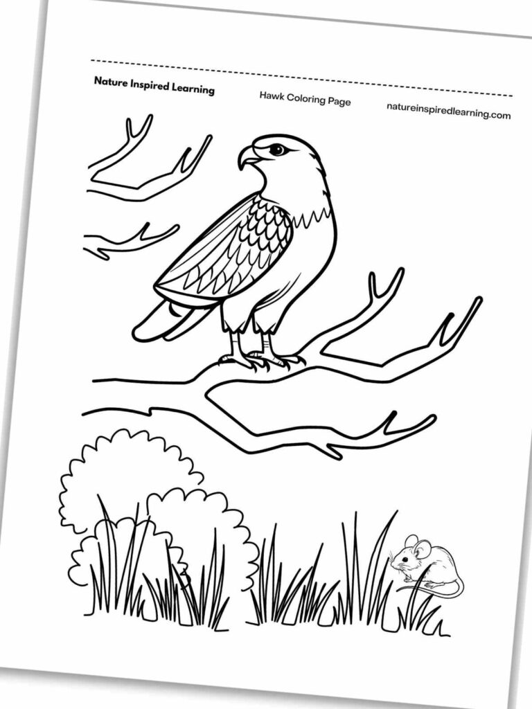 Black-and-white hawk coloring page with branches and mouse