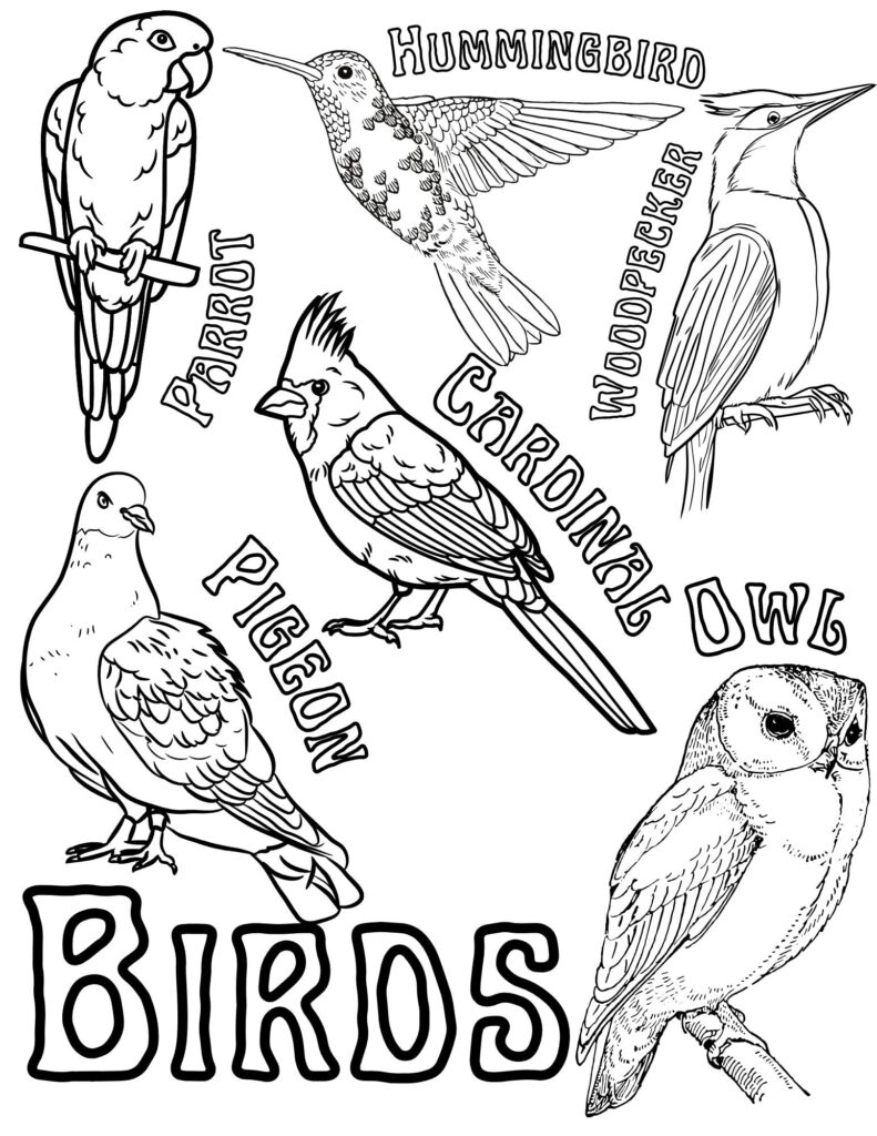 Black-and-white bird coloring page with labeled birds