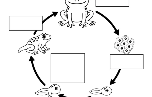 Black-and-white frog life cycle worksheet with blanks and arrows