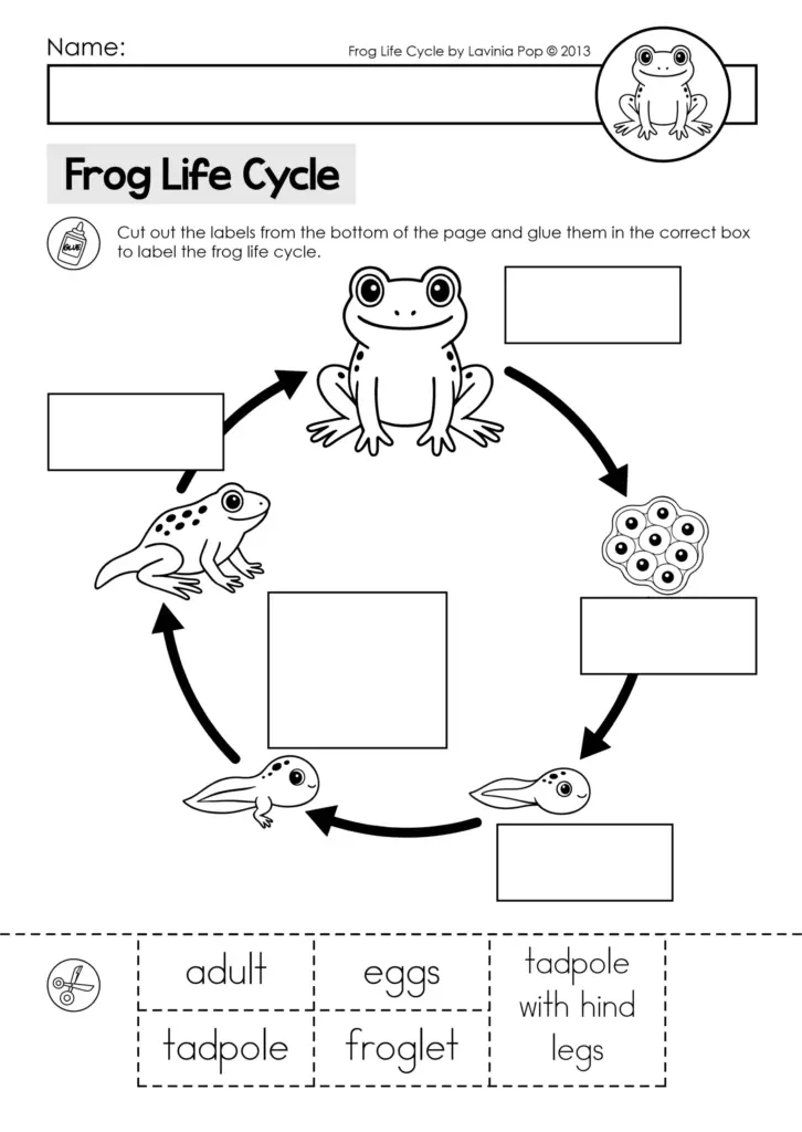 Black-and-white frog life cycle worksheet with blanks and arrows