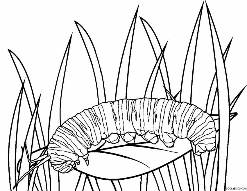 Black-and-white caterpillar on a leaf among grass blades