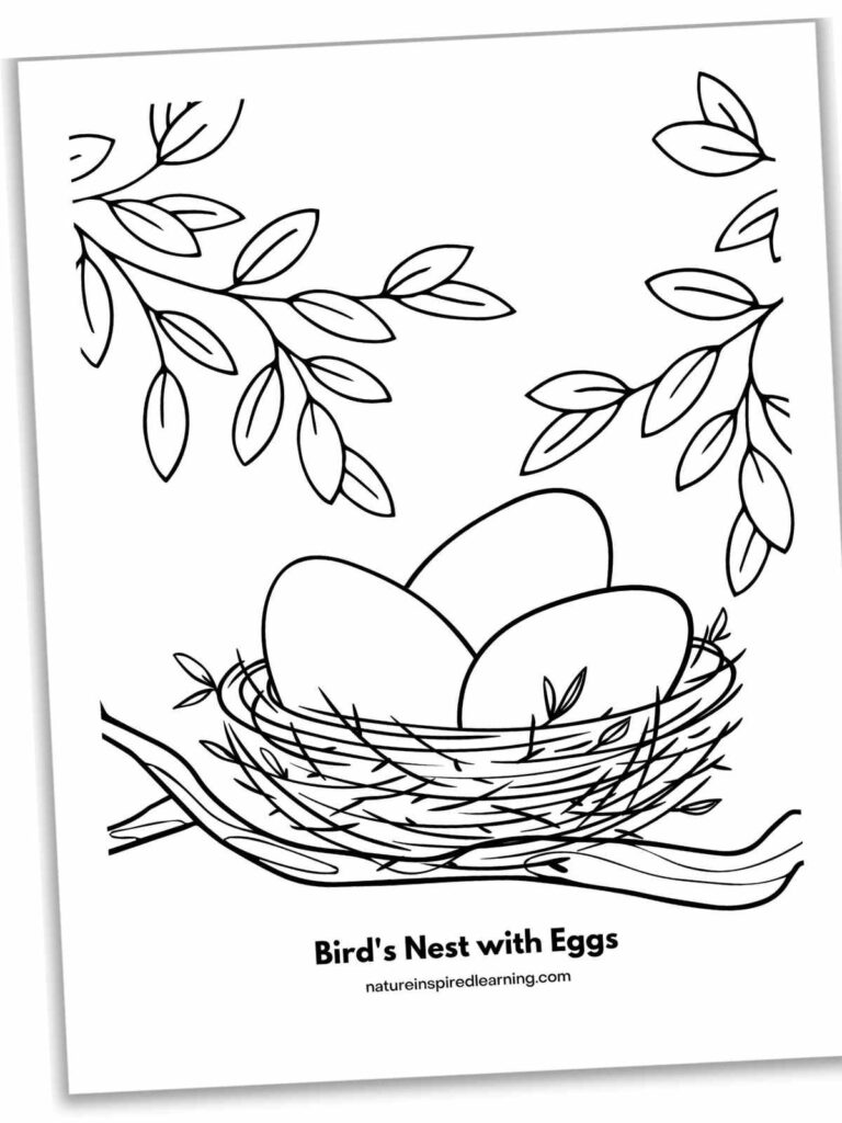 Line drawing of bird nest with eggs and leaves