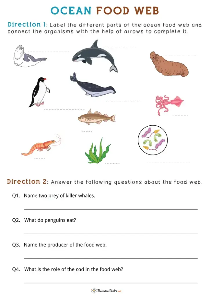 Ocean food web worksheet with animals and questions