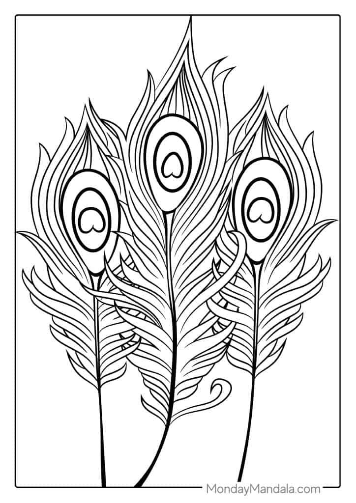 Three decorative peacock feathers line drawing