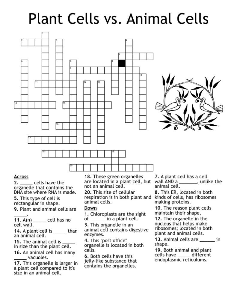 Plant cells versus animal cells crossword worksheet