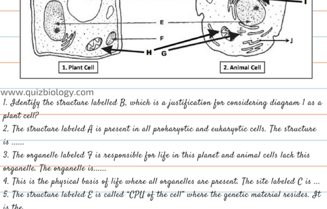 Plant and animal cell worksheet with labeled diagrams